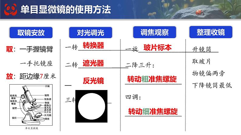 人教版生物七年级上册期末总复习课件第4页