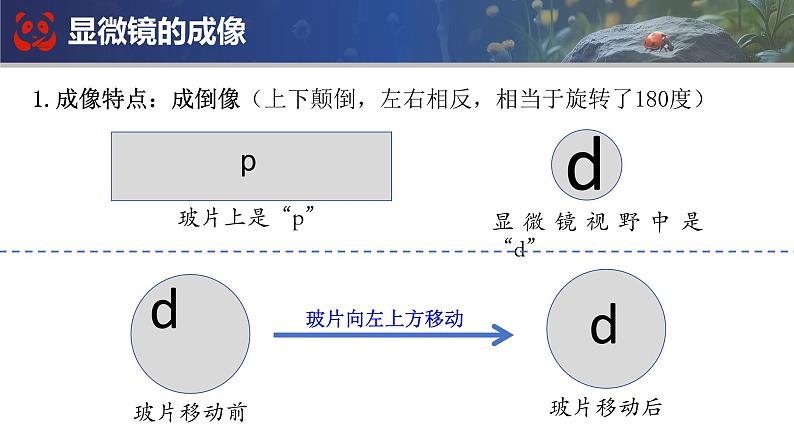 人教版生物七年级上册期末总复习课件第5页