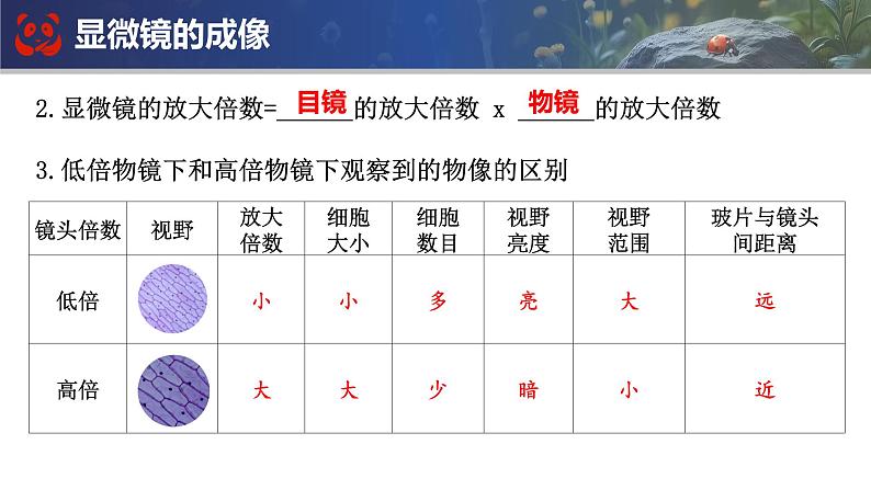 人教版生物七年级上册期末总复习课件第6页