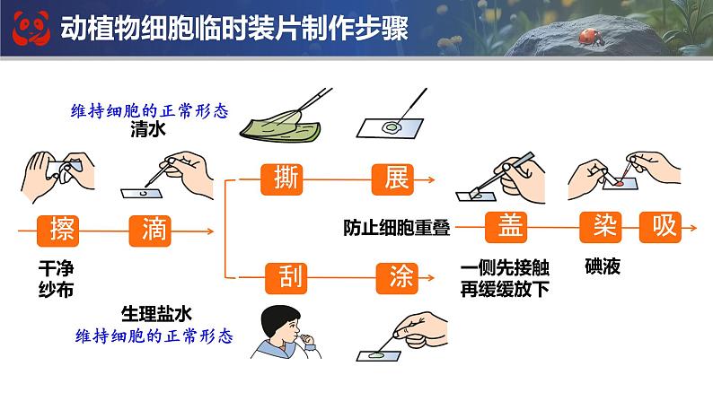 人教版生物七年级上册期末总复习课件第7页