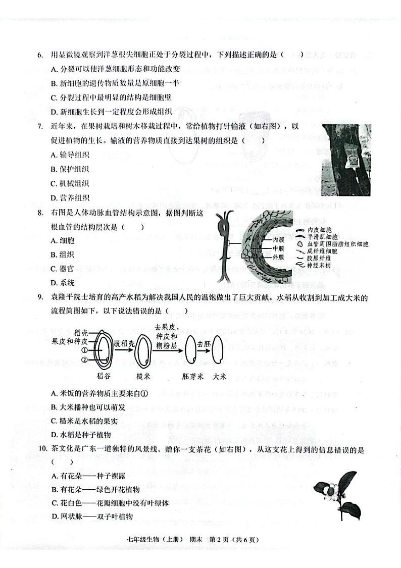 （预约）广东省深圳市龙岗区宏扬学校2025届七年级上学期期末考试生物试题 202412期末七年级生物第2页