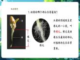 【新教材核心素养】人教版生物七年级下册3.1.2植株的生长（第一课时）（课件+同步教案+导学案+分层作业）