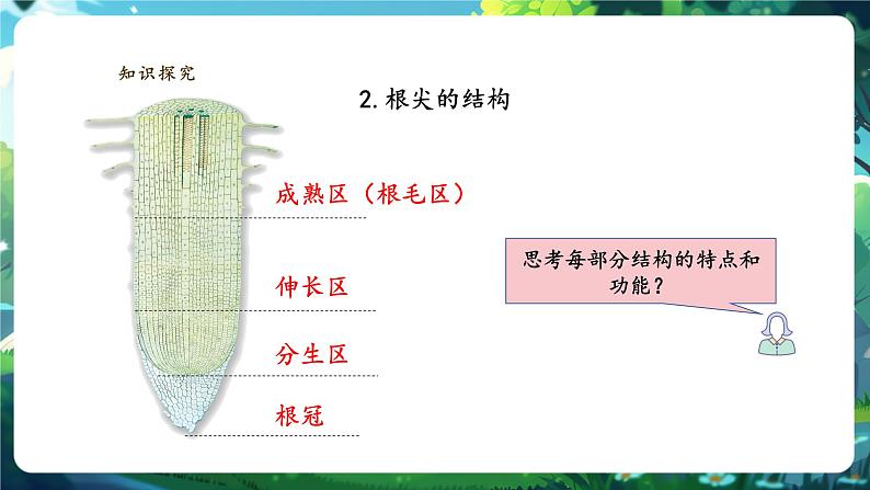 生物七下 3.1.2植株的生长（第一课时）课件第7页