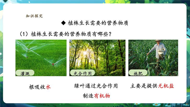 生物七下 3.1.2植株的生长（第二课时）课件第4页