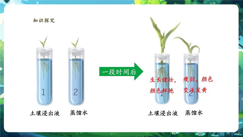 生物七下 3.1.2植株的生长（第二课时）课件第6页