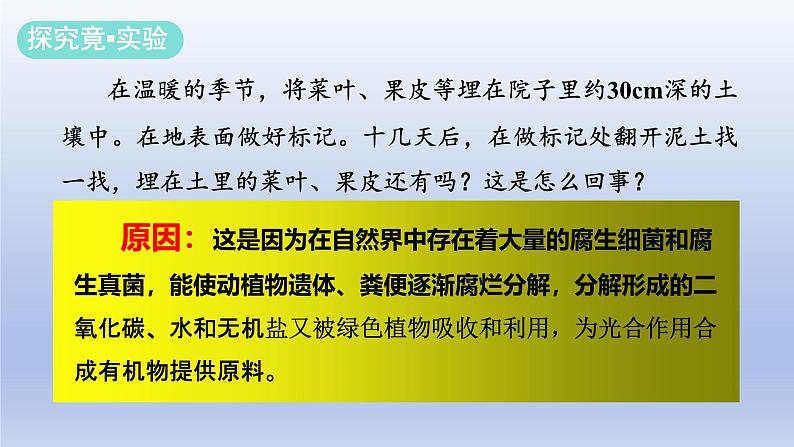 冀少版（2024）八年级生物上册5.4 微生物在生物圈中的作用课件第6页