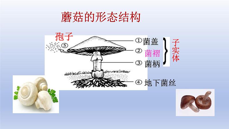 冀少版（2024）八年级生物上册5.2.2 食用真菌课件第6页