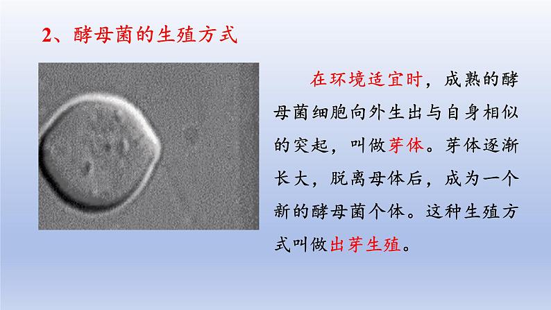 冀少版（2024）八年级生物上册5.2.1 酵母菌和霉菌课件第7页