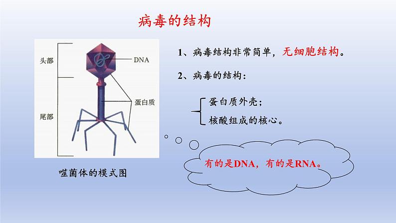 冀少版（2024）八年级生物上册5.1.2 病毒课件第7页