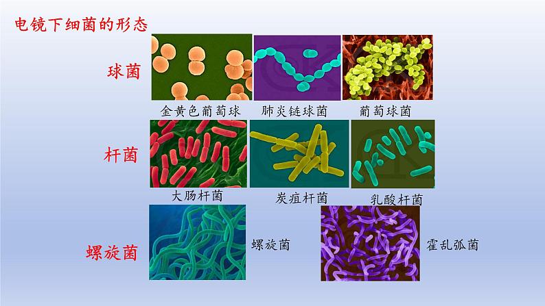 冀少版（2024）八年级生物上册5.1.1 细菌课件第7页