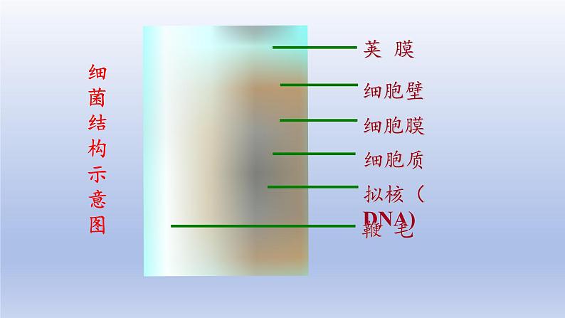 冀少版（2024）八年级生物上册5.1.1 细菌课件第8页