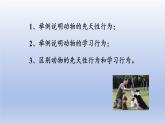 冀少版（2024）八年级生物上册4.2.3 先天性行为和学习行为课件