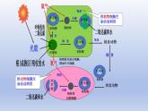 冀少版（2024）八年级生物上册3.5 绿色植物在生物圈中的作用课件