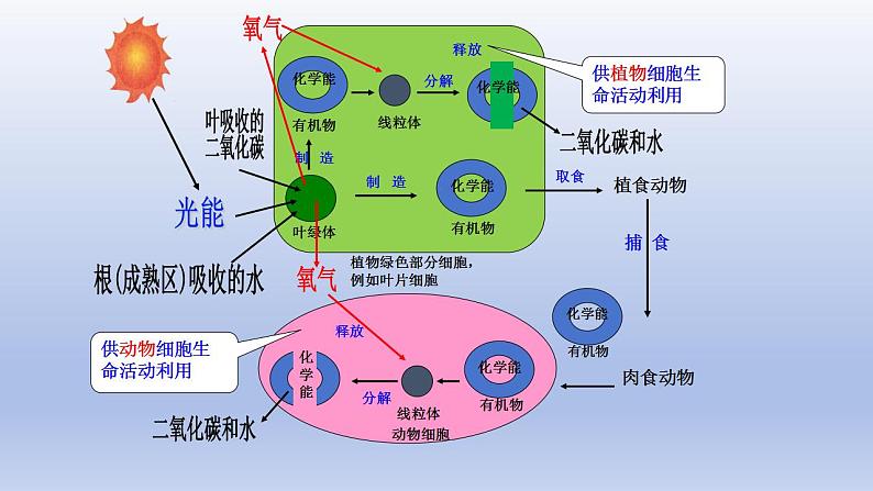 冀少版（2024）八年级生物上册3.5 绿色植物在生物圈中的作用课件第5页