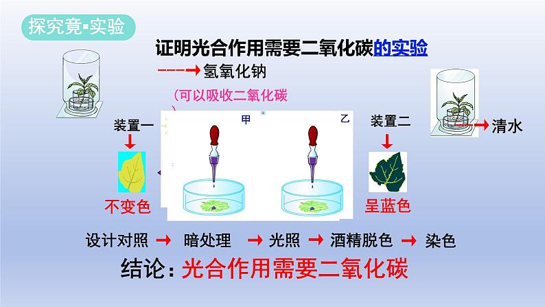 冀少版（2024）八年级生物上册3.3.2 光合作用的原料课件第5页