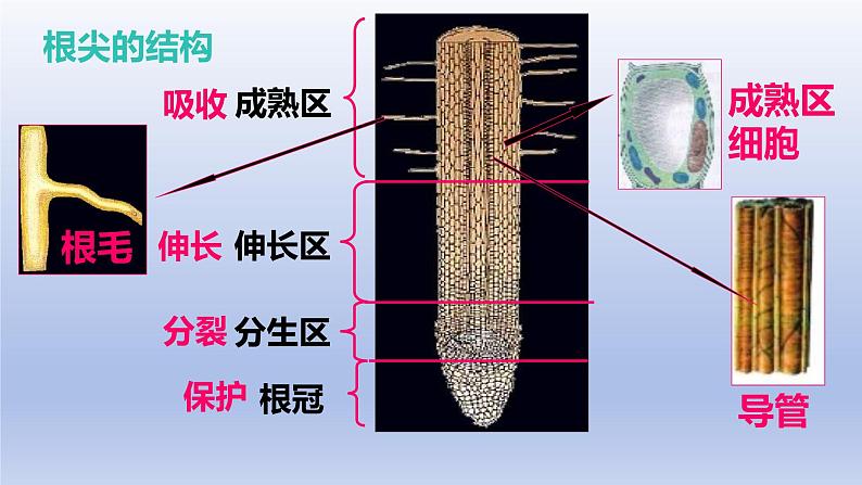 冀少版（2024）八年级生物上册3.2.3 无机盐与植物的生长课件第3页