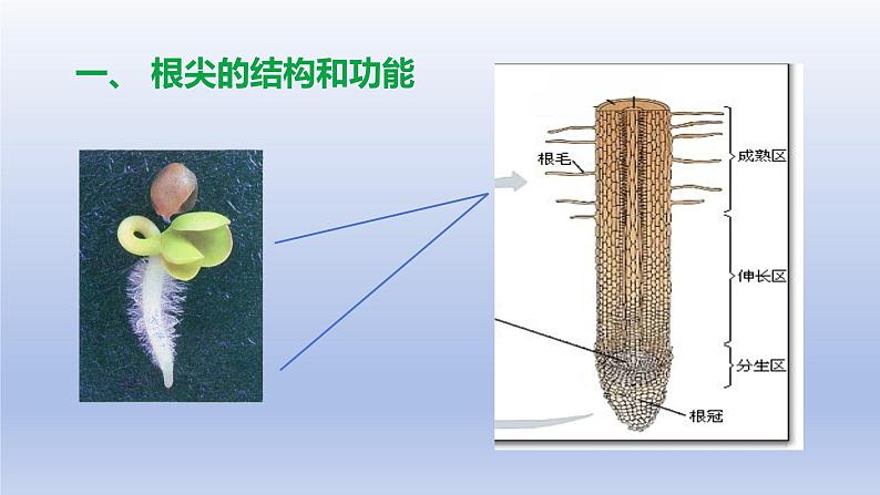 冀少版（2024）八年级生物上册3.2.1 根的生长课件第4页