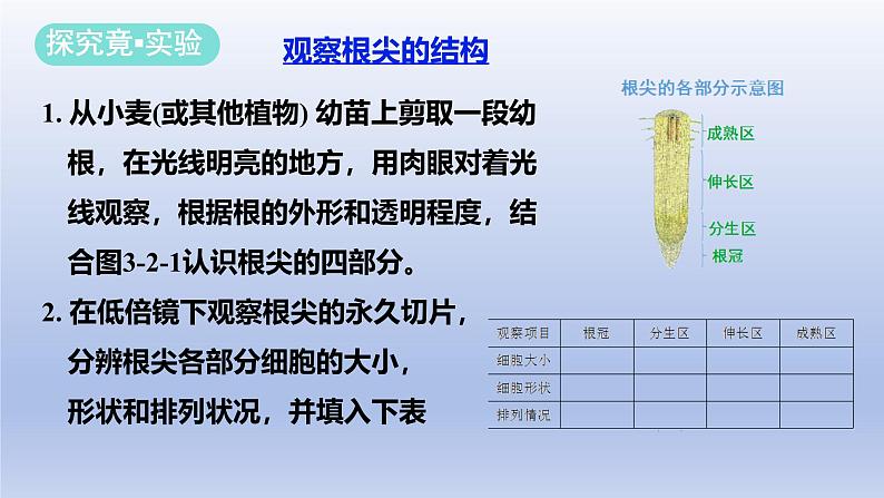 冀少版（2024）八年级生物上册3.2.1 根的生长课件第5页