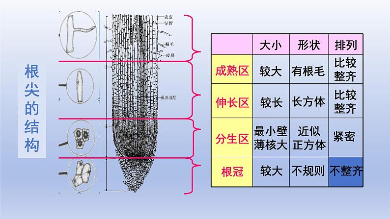 冀少版（2024）八年级生物上册3.2.1 根的生长课件第6页