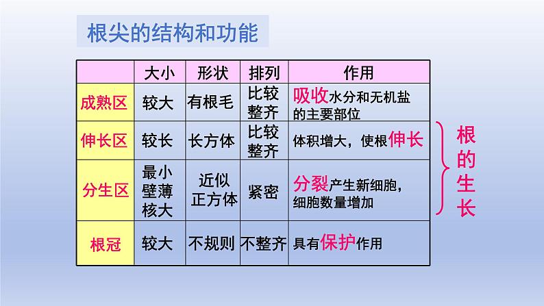 冀少版（2024）八年级生物上册3.2.1 根的生长课件第7页