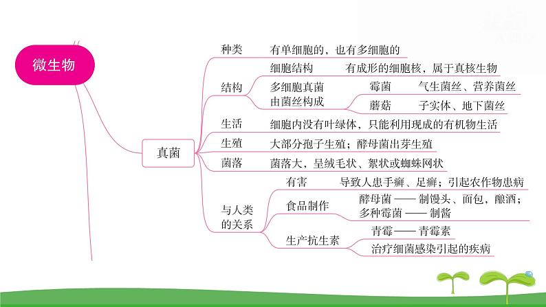 人教版（2024新版）七年级上册生物第二单元第三、四章 单元提升复习课件第4页