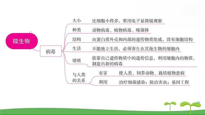 人教版（2024新版）七年级上册生物第二单元第三、四章 单元提升复习课件第5页