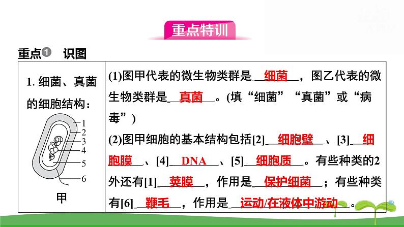 人教版（2024新版）七年级上册生物第二单元第三、四章 单元提升复习课件第6页