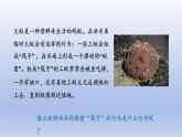 2024八年级生物上册第五单元生物圈中的其他生物第二章动物的运动和行为第三节社会行为课件（人教版）