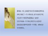 2024八年级生物上册第五单元生物圈中的其他生物第二章动物的运动和行为第三节社会行为课件（人教版）