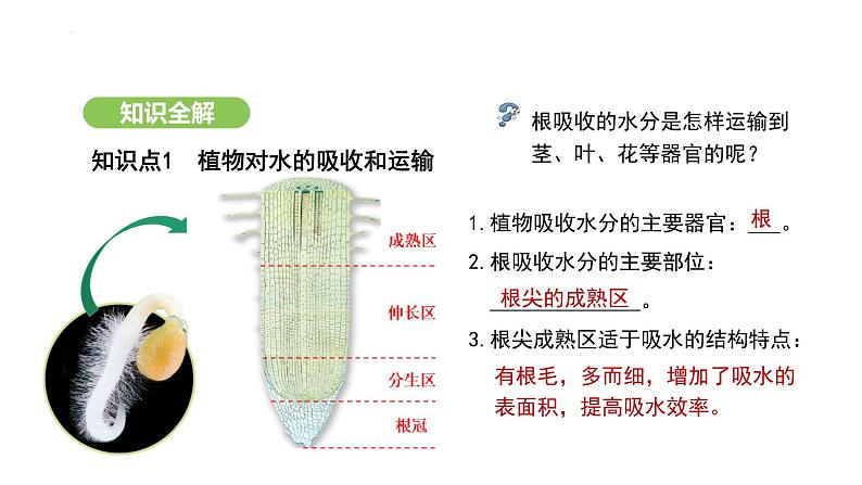 3.2.1 水的利用与散失 课件-2024-2025学年人教版(2024)生物七年级下册第4页