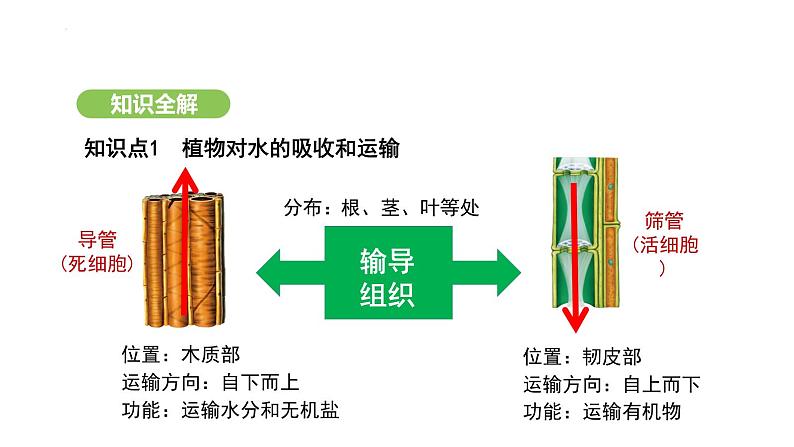 3.2.1 水的利用与散失 课件-2024-2025学年人教版(2024)生物七年级下册第7页