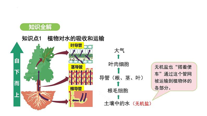 3.2.1 水的利用与散失 课件-2024-2025学年人教版(2024)生物七年级下册第8页