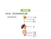4.2.2 消化和吸收 第1课时 课件-2024-2025学年人教版(2024)生物七年级下册