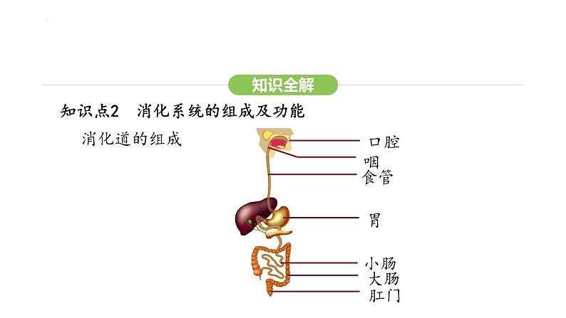 4.2.2 消化和吸收 第1课时 课件-2024-2025学年人教版(2024)生物七年级下册第5页