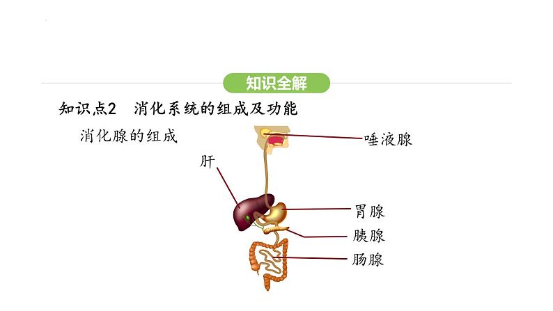 4.2.2 消化和吸收 第1课时 课件-2024-2025学年人教版(2024)生物七年级下册第6页