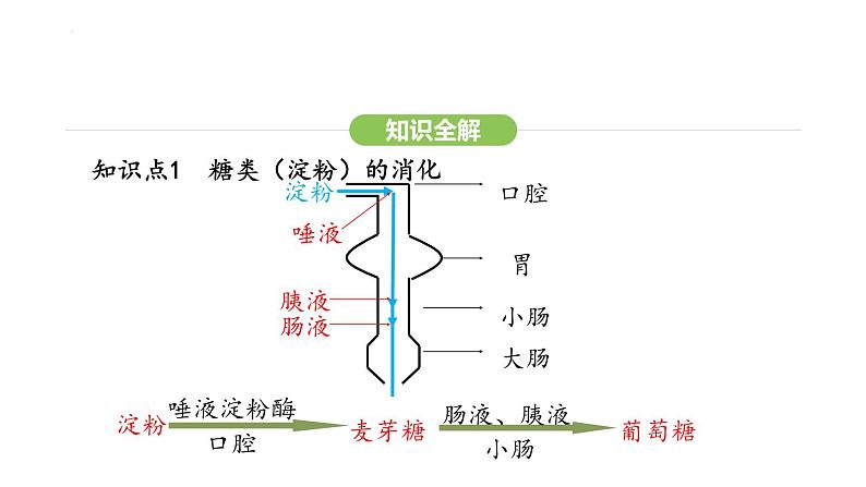 4.2.2 消化和吸收 第2课时 课件-2024-2025学年人教版(2024)生物七年级下册第5页