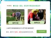 【新教材核心素养】人教版生物七年级下册3.1.1种子的萌发（课件+同步教案+导学案+分层作业）