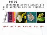 2.4.1 尝试对生物进行分类-初中生物七年级上册 同步教学课件+教学设计（人教版2024）