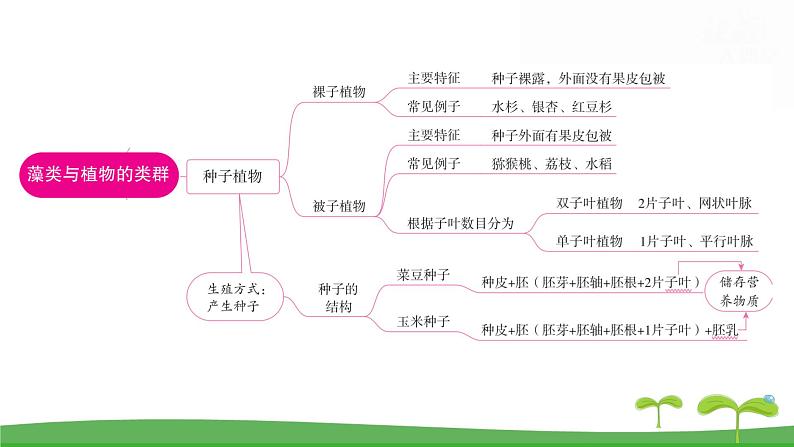 人教版（2024新版）七年级上册生物第二单元第一、二章 单元提升复习课件第4页