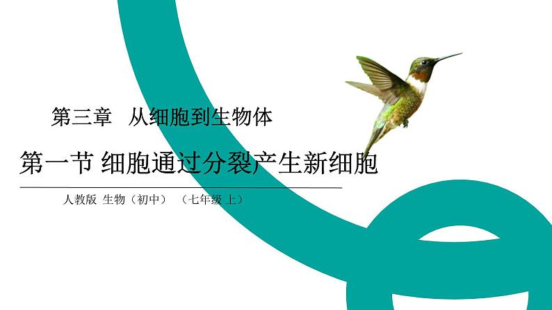 初中  生物  人教版（2024）  七年级上册（2024） 第一节 细胞通过分裂产生新细胞 课件第1页