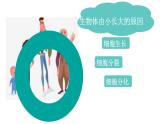 初中  生物  人教版（2024）  七年级上册（2024） 第一节 细胞通过分裂产生新细胞 课件