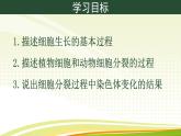 初中  生物  人教版（2024）  七年级上册（2024） 第一节 细胞通过分裂产生新细胞 课件