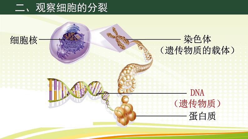 初中  生物  人教版（2024）  七年级上册（2024） 第一节 细胞通过分裂产生新细胞 课件第7页