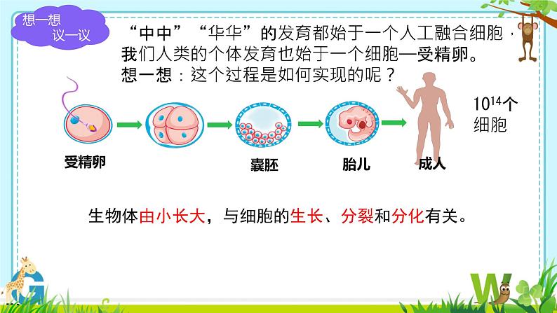 初中  生物  人教版（2024）  七年级上册（2024） 第一节 细胞通过分裂产生新细胞 课件第5页