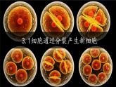 初中  生物  人教版（2024）  七年级上册（2024） 第一节 细胞通过分裂产生新细胞 课件