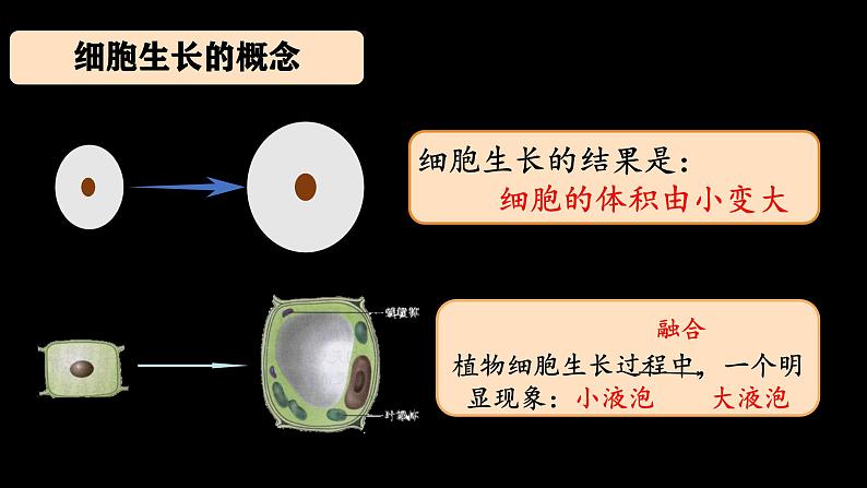 初中  生物  人教版（2024）  七年级上册（2024） 第一节 细胞通过分裂产生新细胞 课件第3页