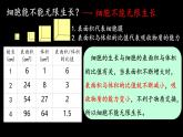 初中  生物  人教版（2024）  七年级上册（2024） 第一节 细胞通过分裂产生新细胞 课件