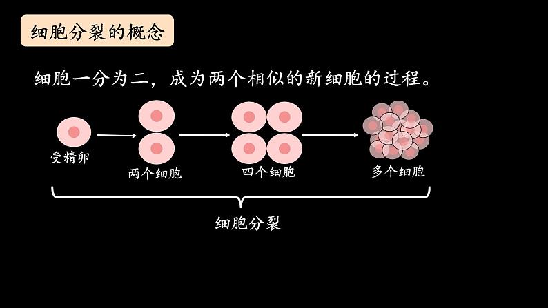 初中  生物  人教版（2024）  七年级上册（2024） 第一节 细胞通过分裂产生新细胞 课件第5页