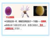 初中  生物  人教版（2024）  七年级上册（2024） 第一节 细胞通过分裂产生新细胞 课件