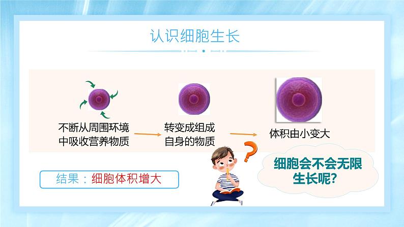 初中  生物  人教版（2024）  七年级上册（2024） 第一节 细胞通过分裂产生新细胞 课件第4页